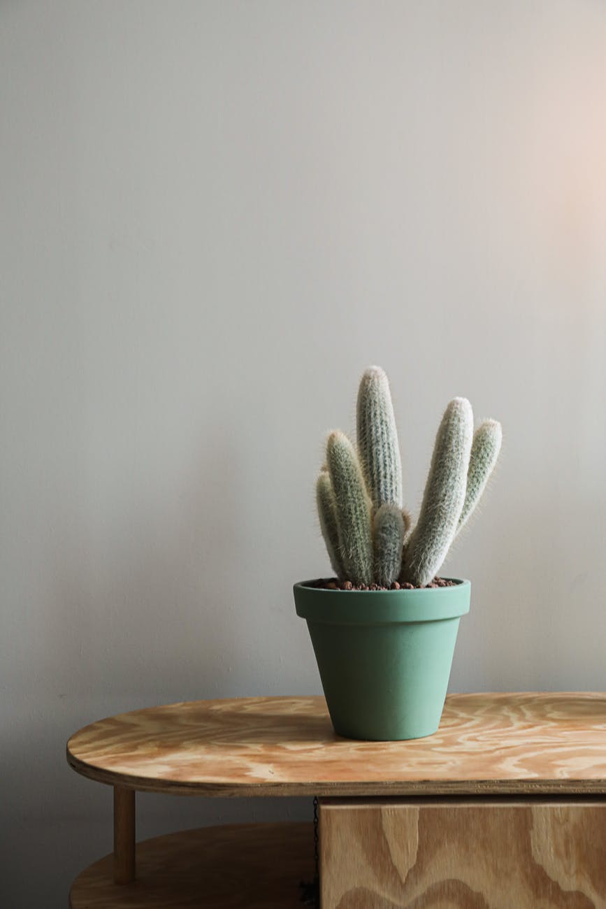 green cactus plant on blue pot